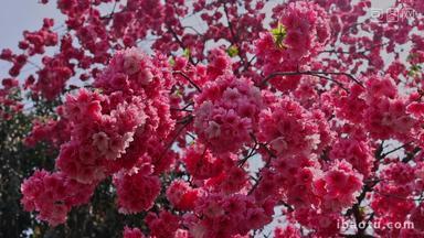 <strong>春天</strong>盛开的樱花景观